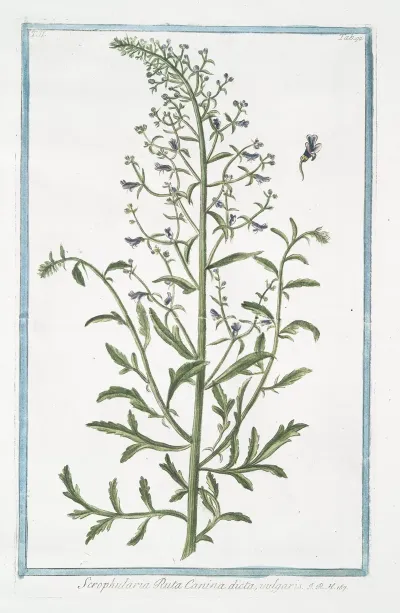 Scrophularia Ruta Canina Dicta Vulgaris Figwort
