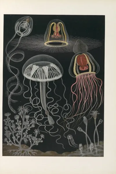 Scyphozoen Und Anthozoen Scheibenquallen Und Blumentiere