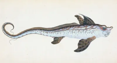 Sea Monster Chimera Monstrosa