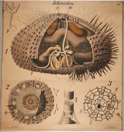 Sea Urchin