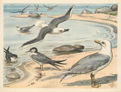 Seagull Tern And Lapwing