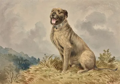 Seated Irish Wolfhound