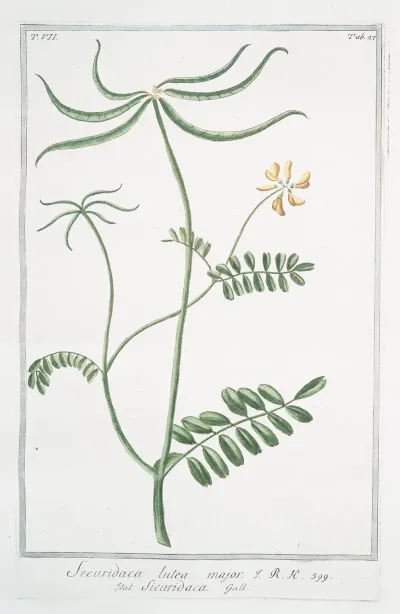 Securidaca Lutea Major Sicuridaca