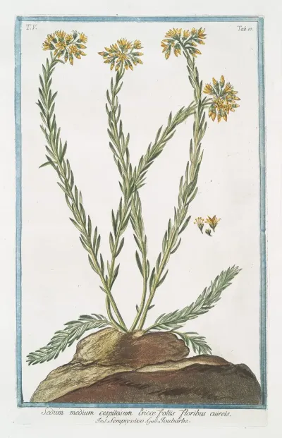 Sedum Medium Cespitosum Ericae Foliis Floribus Cuires Semprevivo Toubarbe