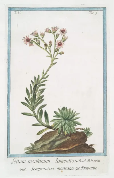 Sedum Montanum Tomentosum Semprevivo Montano Toubarbe Mountain House Leek