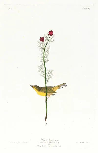 Selbys Flycatcher