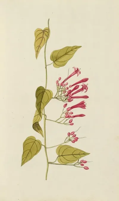 Selectarum Stirpium Americanarum Historia Pl 027