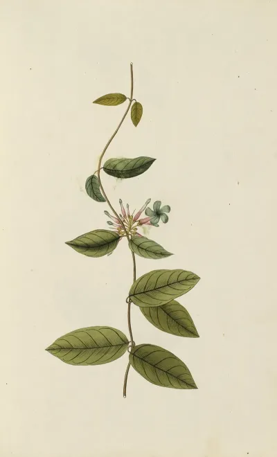 Selectarum Stirpium Americanarum Historia Pl 031