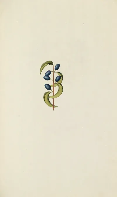 Selectarum Stirpium Americanarum Historia Pl 055