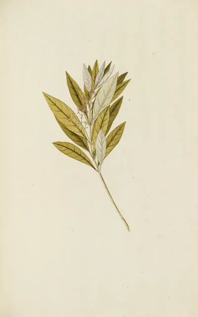 Selectarum Stirpium Americanarum Historia Pl 062