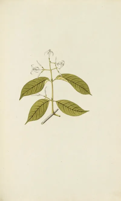 Selectarum Stirpium Americanarum Historia Pl 068