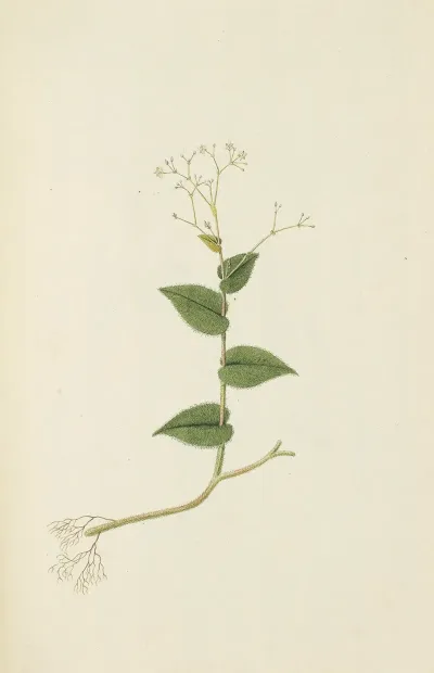 Selectarum Stirpium Americanarum Historia Pl 095