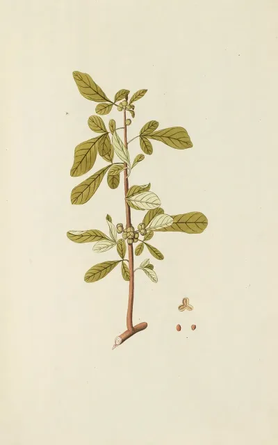Selectarum Stirpium Americanarum Historia Pl 123