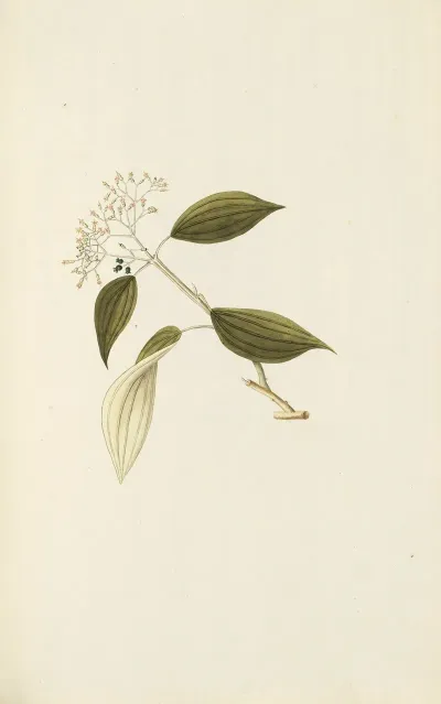 Selectarum Stirpium Americanarum Historia Pl 125