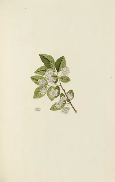 Selectarum Stirpium Americanarum Historia Pl 126