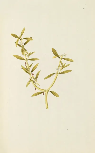 Selectarum Stirpium Americanarum Historia Pl 142