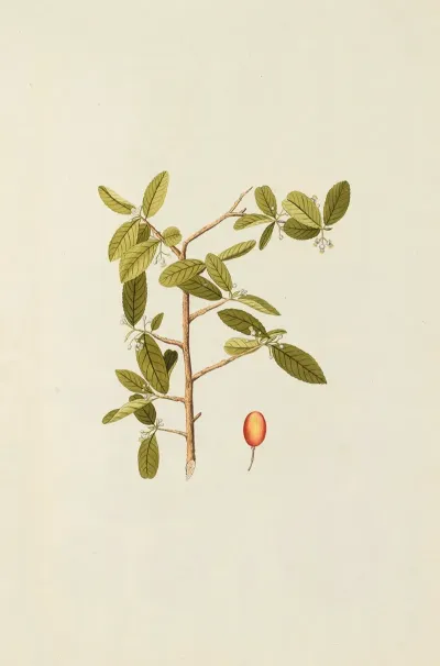 Selectarum Stirpium Americanarum Historia Pl 159