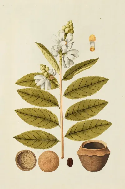 Selectarum Stirpium Americanarum Historia Pl 160