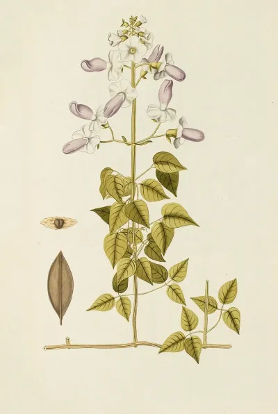 Selectarum Stirpium Americanarum Historia Pl 175