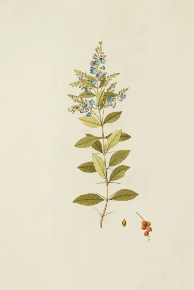 Selectarum Stirpium Americanarum Historia Pl 179