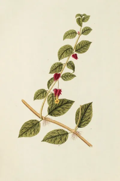 Selectarum Stirpium Americanarum Historia Pl 180