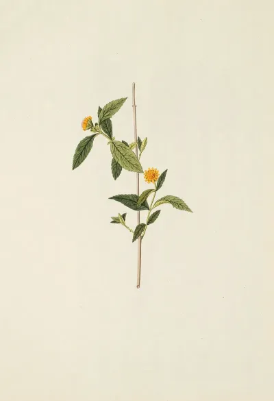 Selectarum Stirpium Americanarum Historia Pl 198