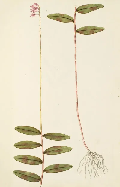 Selectarum Stirpium Americanarum Historia Pl 207