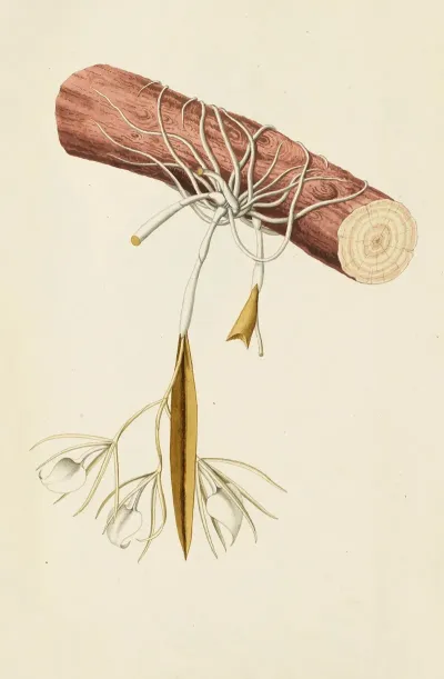 Selectarum Stirpium Americanarum Historia Pl 213