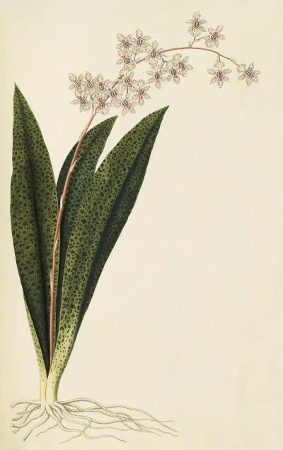 Selectarum Stirpium Americanarum Historia Pl 214