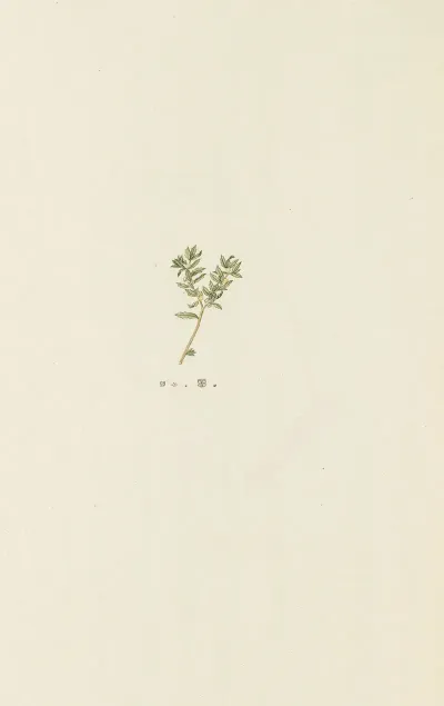 Selectarum Stirpium Americanarum Historia Pl 235