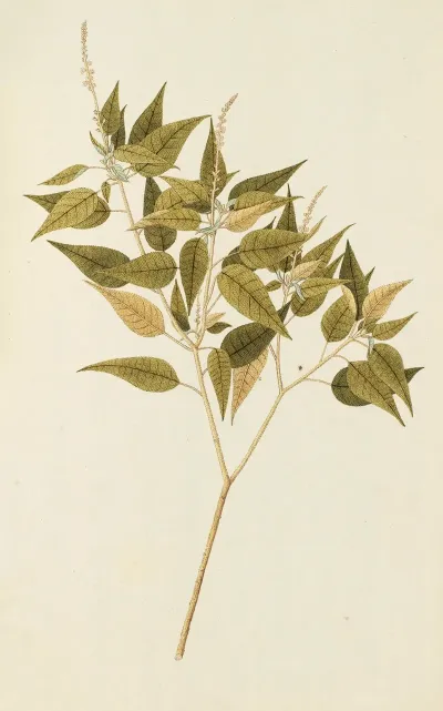 Selectarum Stirpium Americanarum Historia Pl 242