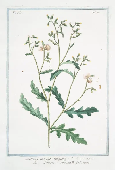 Senecio Minor Vulgaris Senecio O Cardoncelle Senecon Common Groundsel