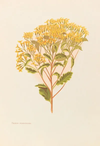 Senecio Perdicioides