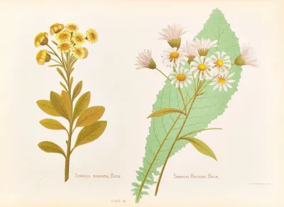 Senecio Robusta Senecio Hectori