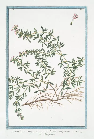 Serpillum Vulgare Maius Flore Purpureo Serpillo Wild Thyme