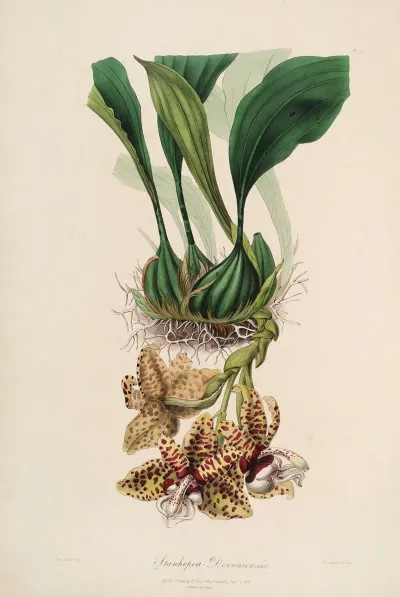Sertum Orchidaceum A Wreath Of The Most Beautiful Orchidaceous Flowers Pl 01
