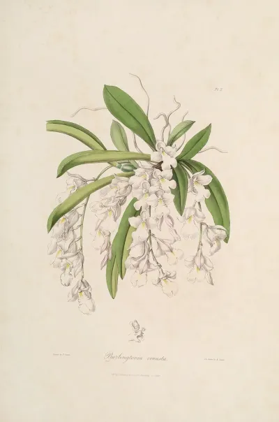 Sertum Orchidaceum A Wreath Of The Most Beautiful Orchidaceous Flowers Pl 02