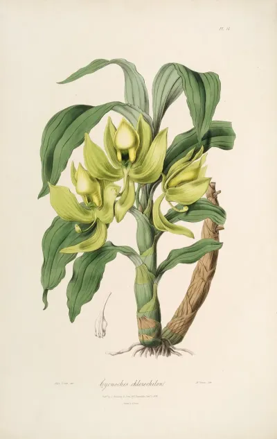 Sertum Orchidaceum A Wreath Of The Most Beautiful Orchidaceous Flowers Pl 16
