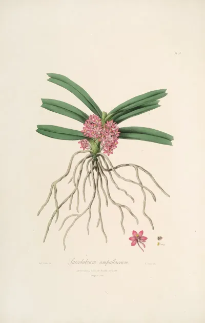 Sertum Orchidaceum A Wreath Of The Most Beautiful Orchidaceous Flowers Pl 17