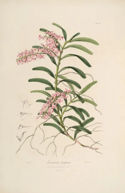Sertum Orchidaceum A Wreath Of The Most Beautiful Orchidaceous Flowers Pl 19
