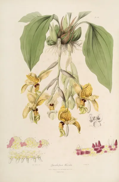 Sertum Orchidaceum A Wreath Of The Most Beautiful Orchidaceous Flowers Pl 20