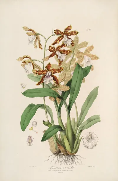 Sertum Orchidaceum A Wreath Of The Most Beautiful Orchidaceous Flowers Pl 21
