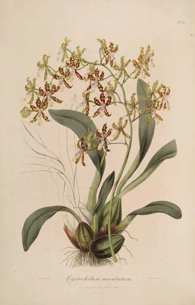 Sertum Orchidaceum A Wreath Of The Most Beautiful Orchidaceous Flowers Pl 25