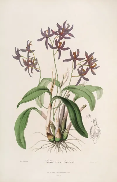 Sertum Orchidaceum A Wreath Of The Most Beautiful Orchidaceous Flowers Pl 28