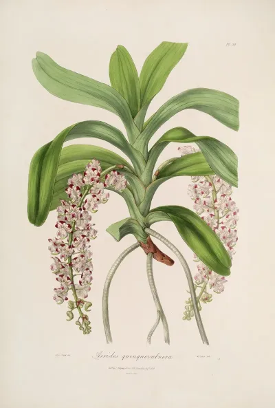 Sertum Orchidaceum A Wreath Of The Most Beautiful Orchidaceous Flowers Pl 30