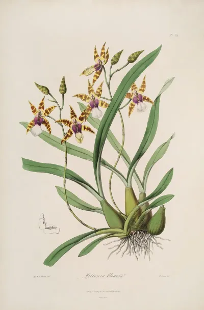 Sertum Orchidaceum A Wreath Of The Most Beautiful Orchidaceous Flowers Pl 34