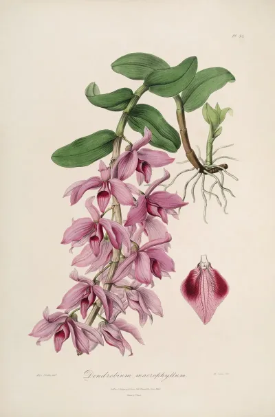 Sertum Orchidaceum A Wreath Of The Most Beautiful Orchidaceous Flowers Pl 35