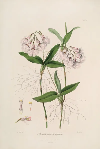 Sertum Orchidaceum A Wreath Of The Most Beautiful Orchidaceous Flowers Pl 36