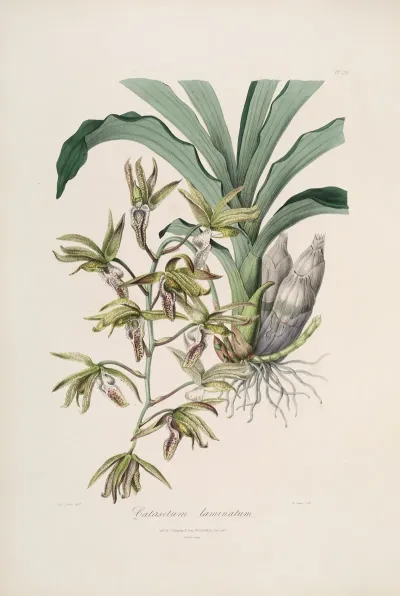 Sertum Orchidaceum A Wreath Of The Most Beautiful Orchidaceous Flowers Pl 38