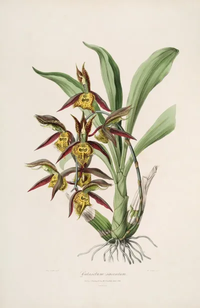 Sertum Orchidaceum A Wreath Of The Most Beautiful Orchidaceous Flowers Pl 41